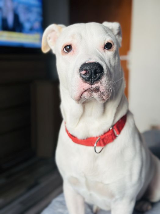 Pet sitter cu experienta  Bucuresti