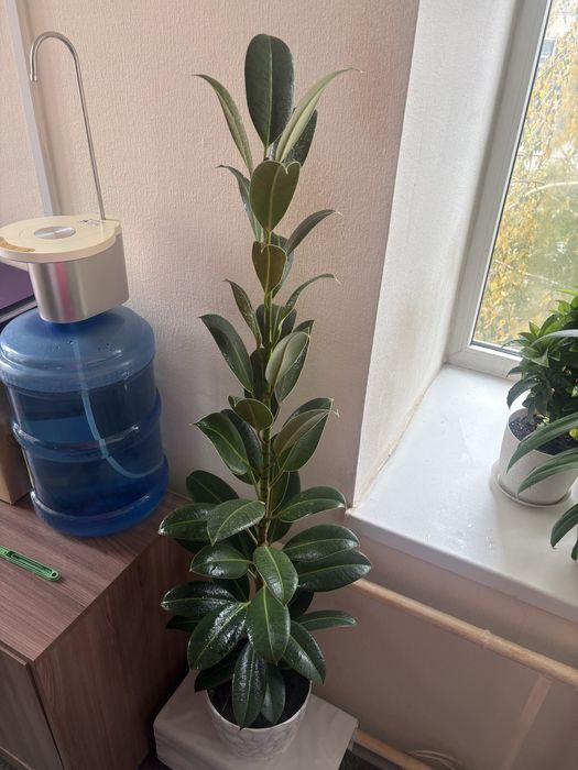 Продам фикус мелани