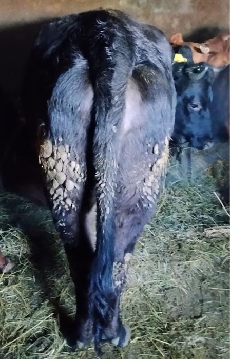 Продам тёлочку .