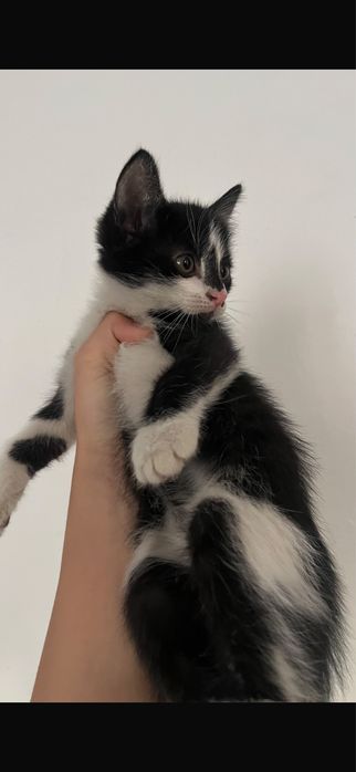 котята-котенки