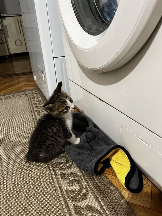 Отдам котенка в добрые руки