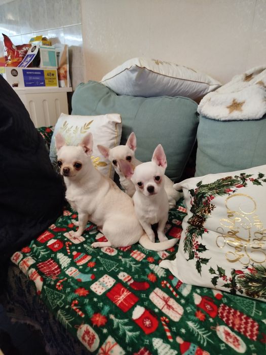 Продавам чихуахуа