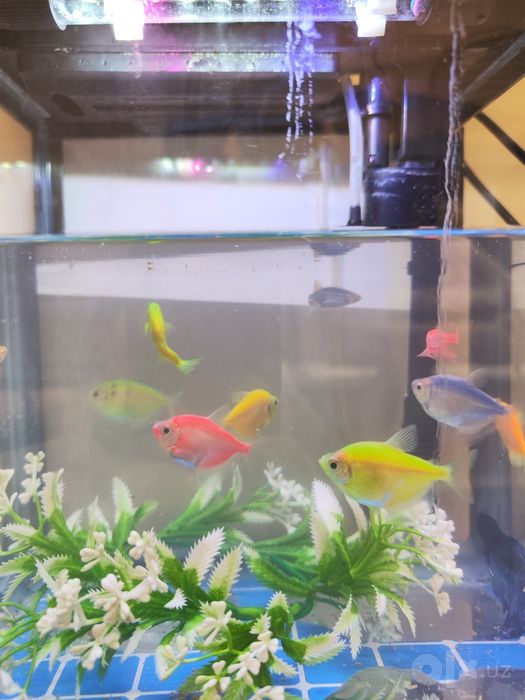 Akvarium baliqlari bilan sotiladi