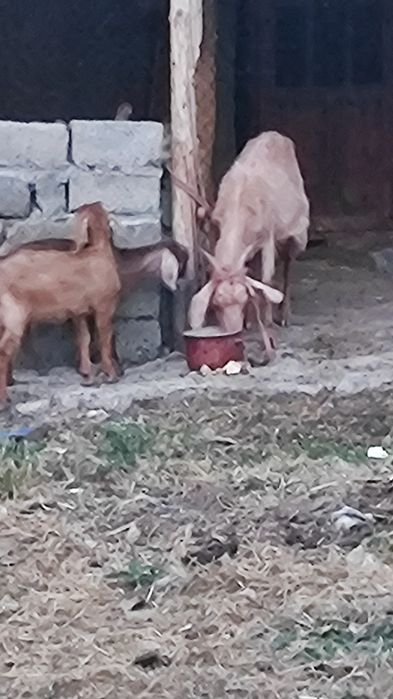 Ешкі лақтарымен, сауынды ешкі ,лақ,  коза