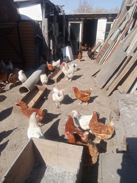 Цыплята домашние