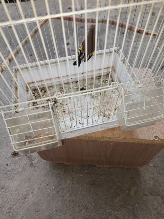 Норчи сава куш сотилади. Седоголов