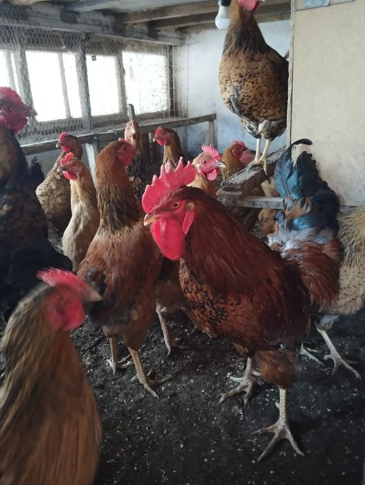 Яйцо инкубацыонное