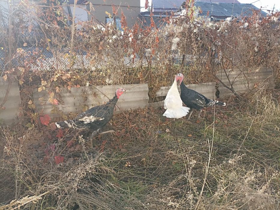 3та эркак курка сотилади бахорги