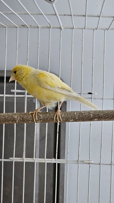 Продаётся самка канарейка