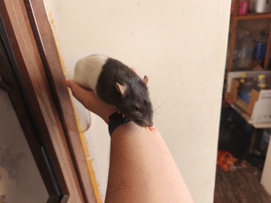 Декоративные крысы