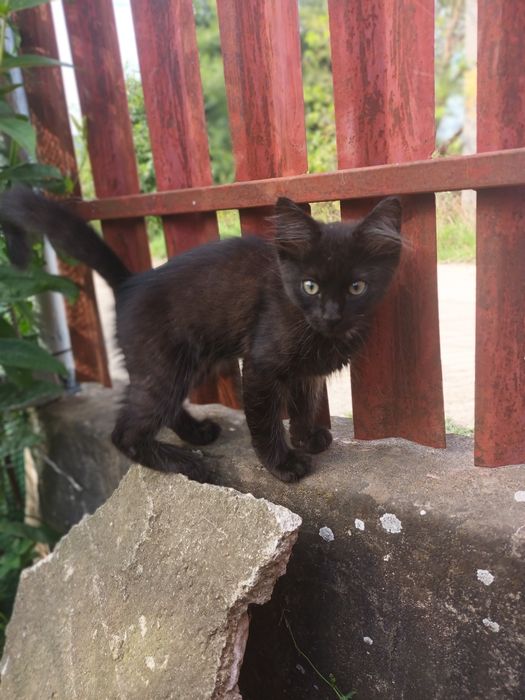 5 pisoi pt adoptie, 2 luni