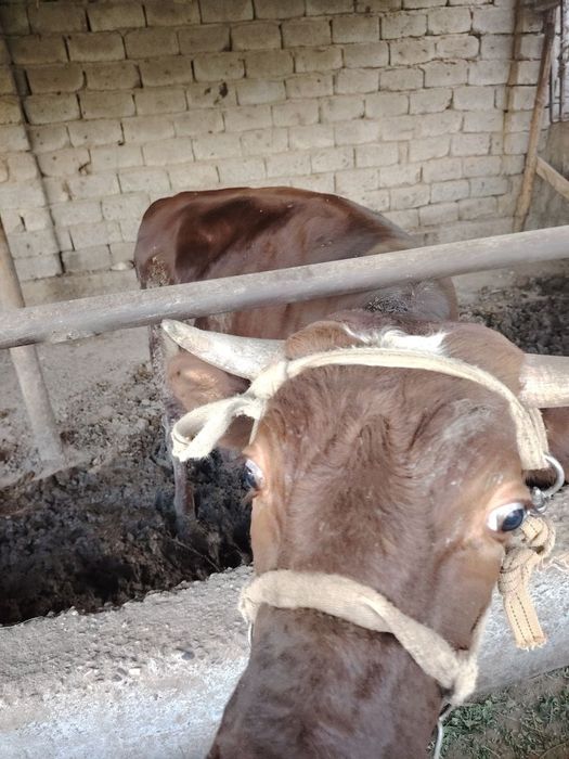 5 qora mollar sotiladi yeb ichishi zur narxi kelishamiz