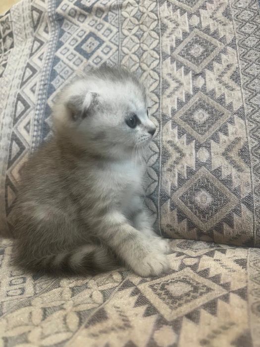Котята шотландцы