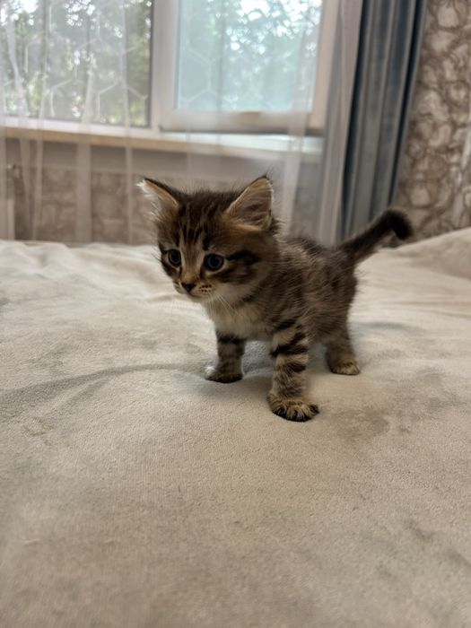Отдаю котят в добрые руки