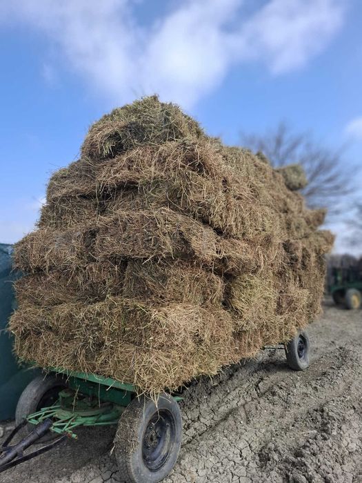 Baloti de lucerna coasa 3