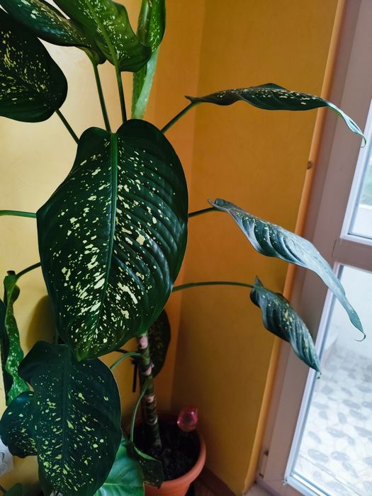 Декоративно растение Дифенбахия