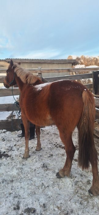 Продам жеребую кобылу возраст 5 лет.