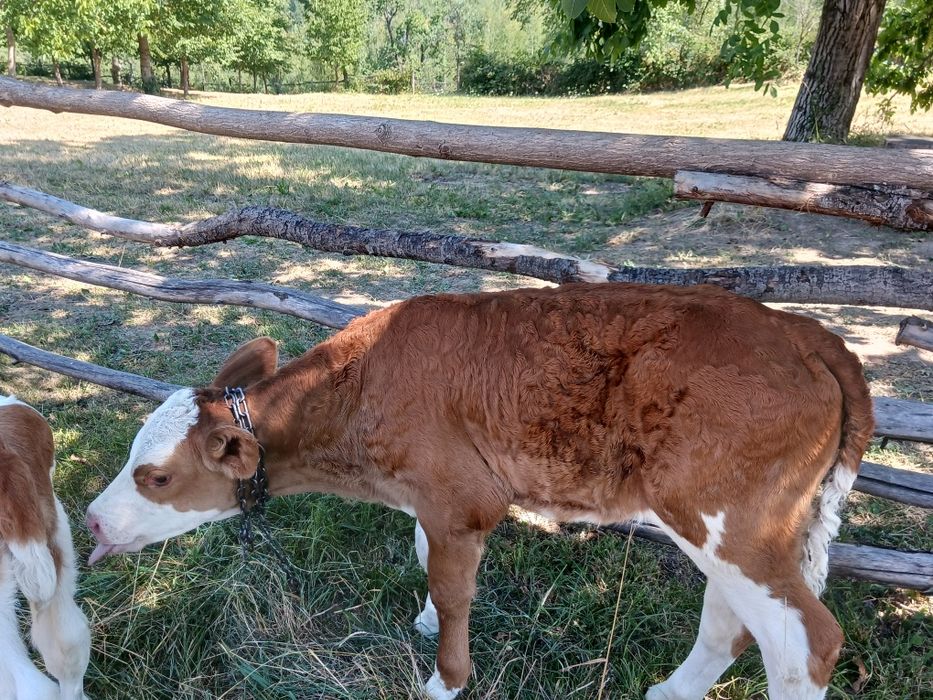Vând vițea de trei săptămâni