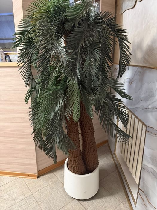 Продается пальма