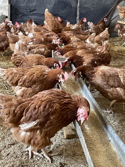 Gaini ouatoare Isa Brown, Mădârjac !