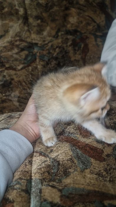 Zotli mushukla Otasi British Shinshila Onasi Scotish Strayt