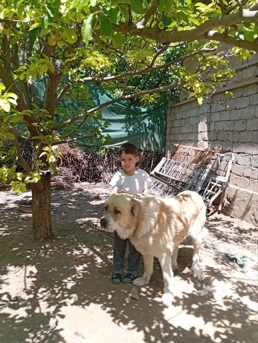 Собака     Алабай