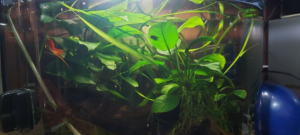 Anubias cu buturuga