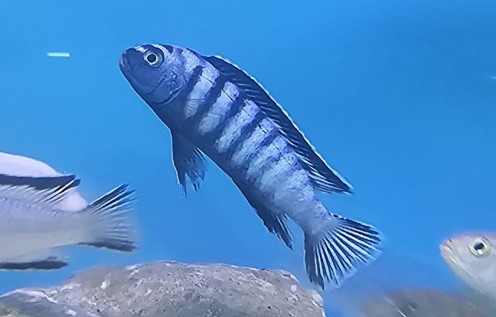 Рибки Африкански цихлиди от езерото Малави