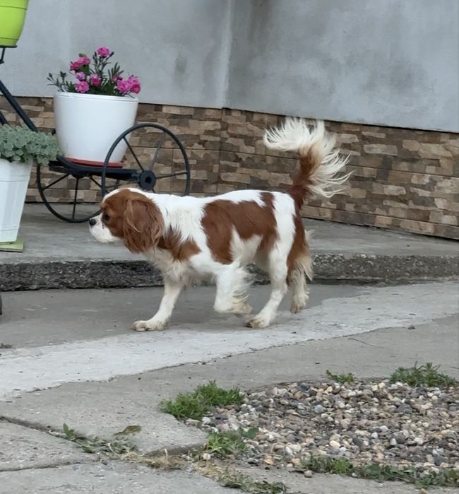 Mascul Cavalier King Charles