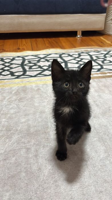 Отдам котёнка бесплатно