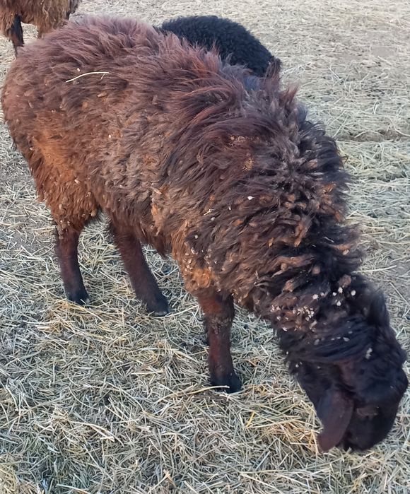 Кошкар   сатамын