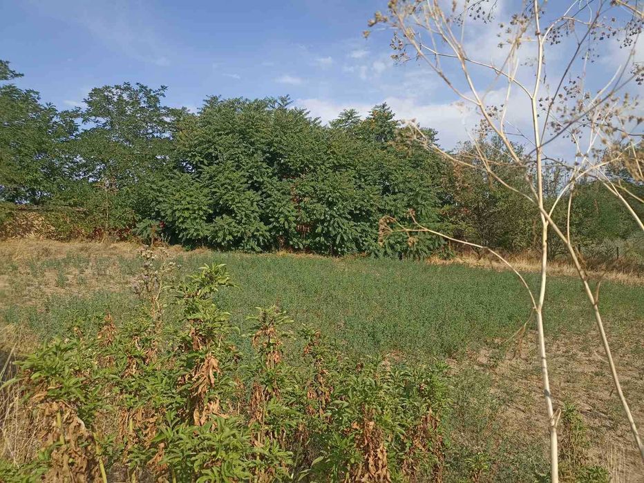 Продава се Парцел в с. Чоба, Област Пловдив - 1540 кв.м за 4 €/кв.м - Снимка #2