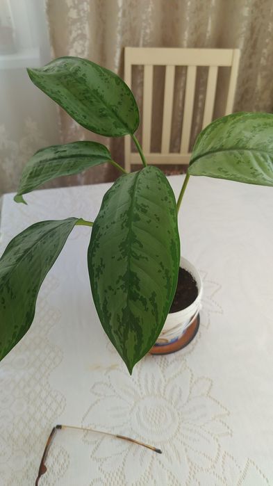 Цветы комнатные в Заречном