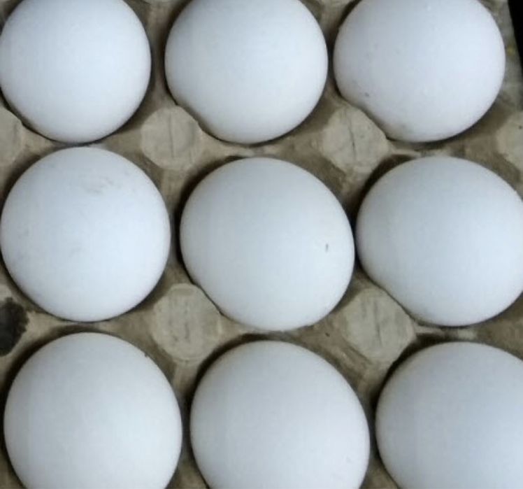 Домашние яйца Каскелен . Продаю