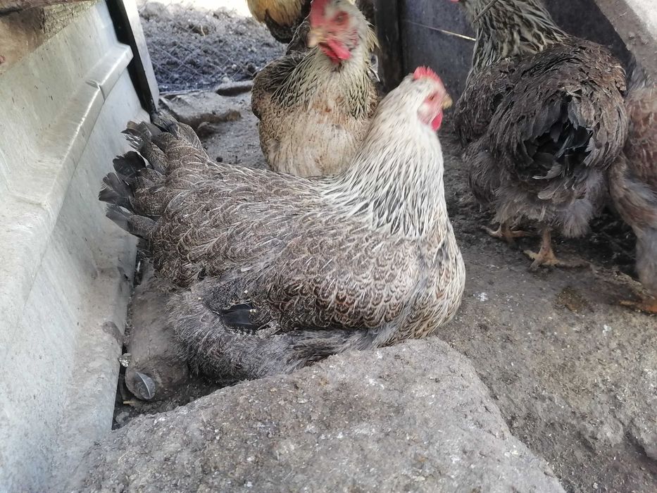 Разплодни яйца от катунски кокошки