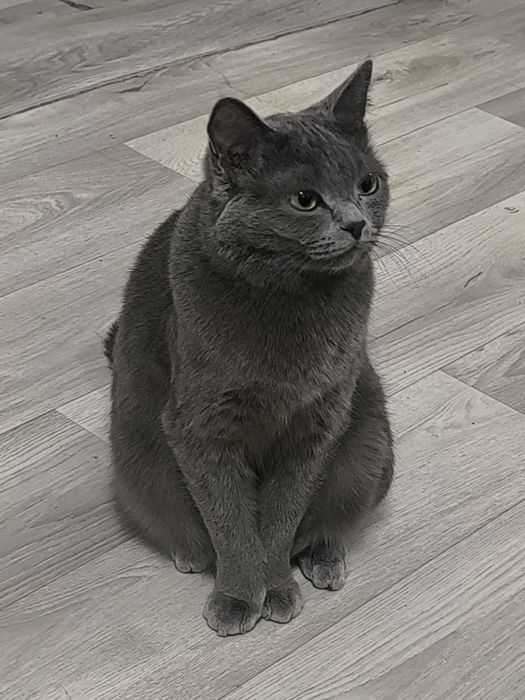 Отдам в хорошие руки кошку