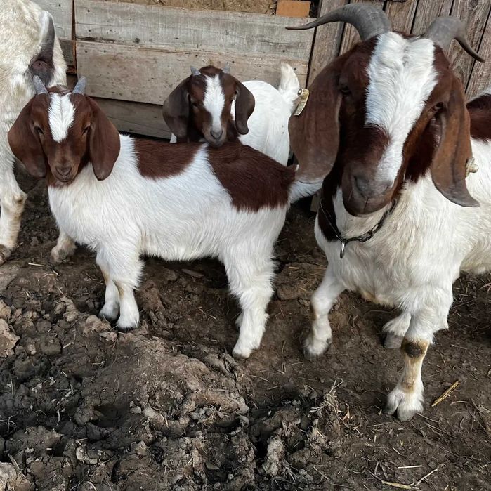 Vand iezi si tapi rasa Boer