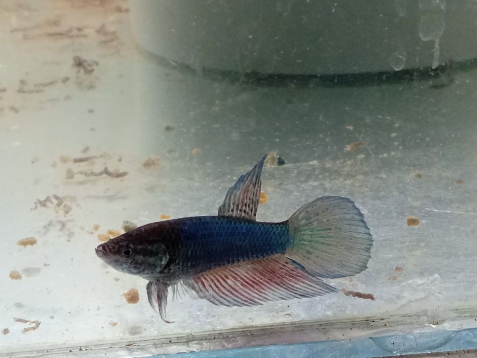 Продается аквариумная рыбка петушок.