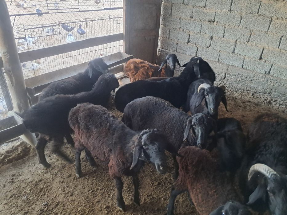 Еркек мал сатылады