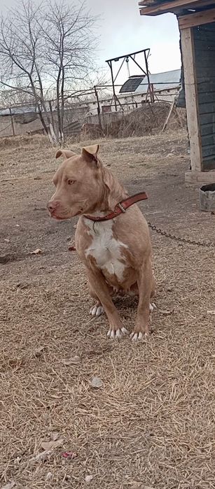 Пит, питбуль, Пит бультерьер