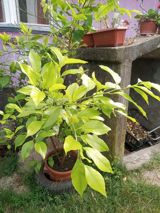 Lamai de vanzare