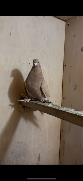 Продам племенного жёлтого голубя