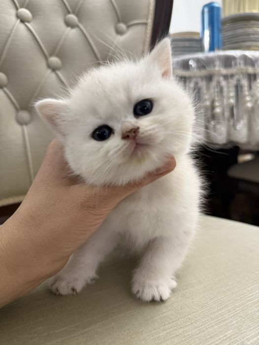 Чистокровные британские шиншиллы!