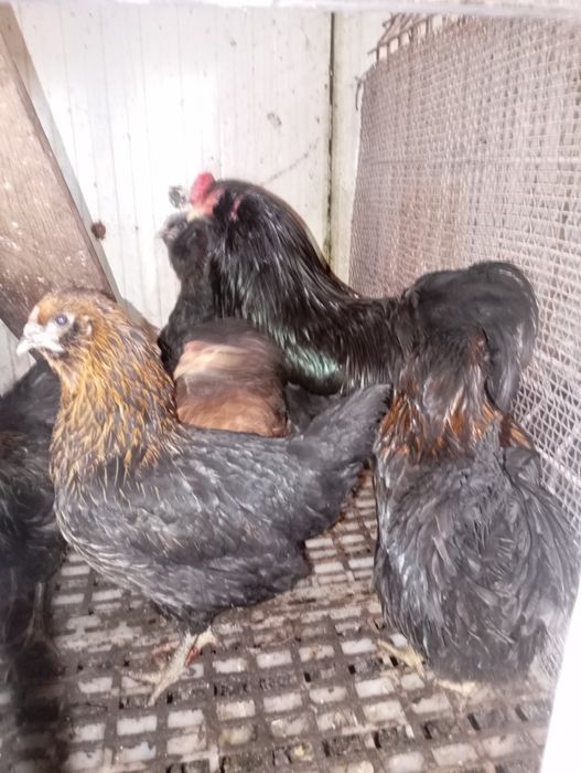 Ouă verzi Ameraucana