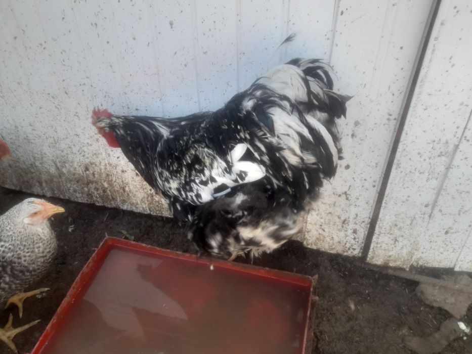 Vind sau schimb ciocinia urias