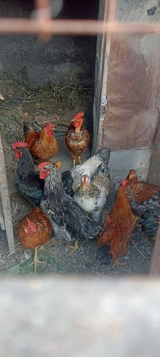 Продам Петухов..
