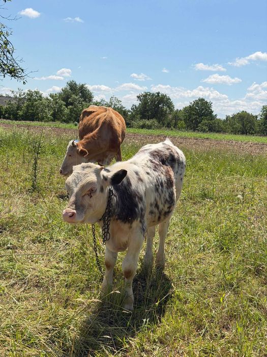 Animale domestice  vaci și vitel