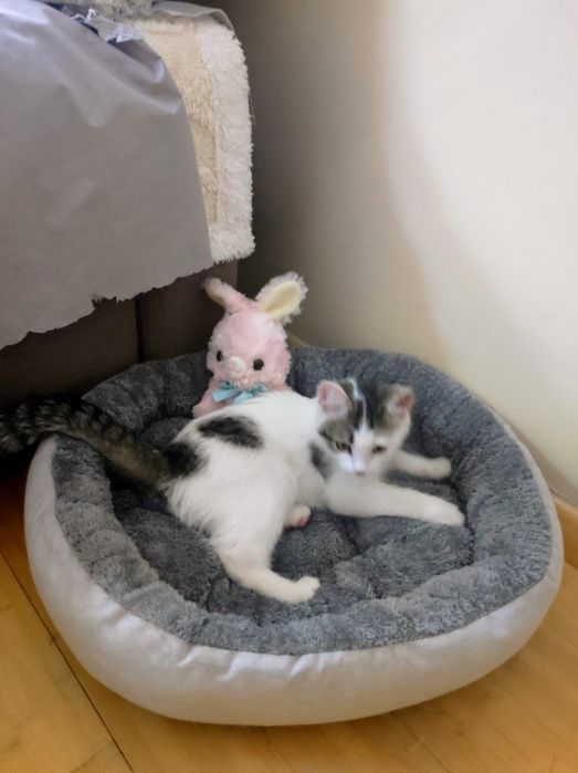 Котенок в добрые руки