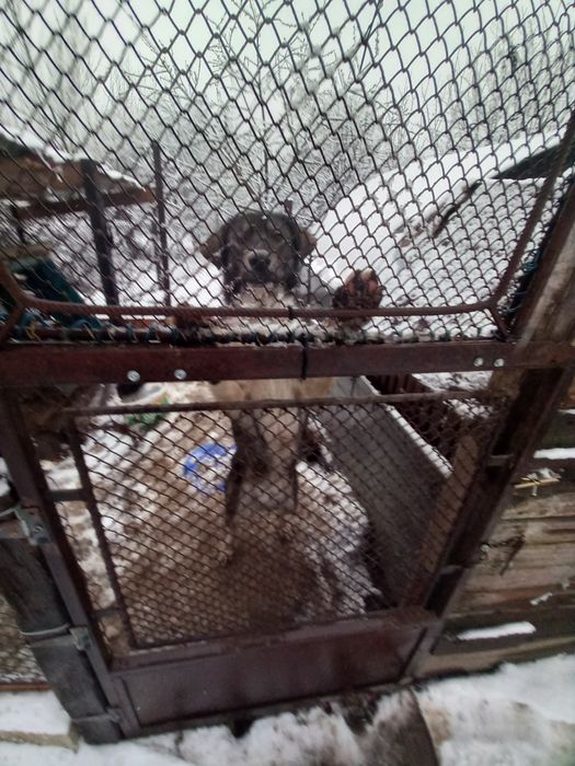 Caine ciobanesc carpatin