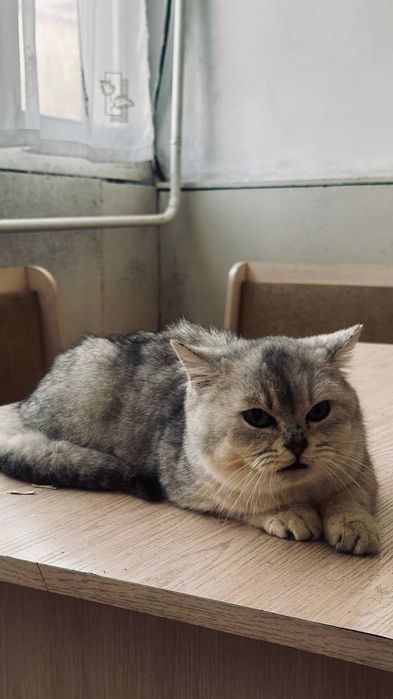 Mushuk Skotish fold britaniskiy sotiladi srochniy